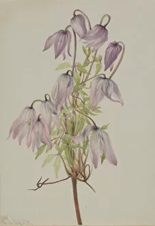 Cream Background Gallery: Jicarilla (Clematis pseudoalpina), 1933. Creator: Mary Vaux Walcott