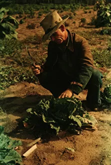 Cutting Gallery: Jim Norris, homesteader, cutting a head of cabbage, Pie Town, New Mexico, 1940. Creator: Russell Lee
