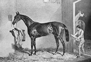 Stable Hand Prints: Joe Miller, 19th century, (1911)