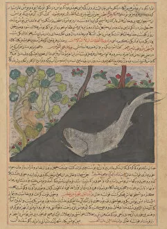 Whale Collection: Jonah and the Whale, Folio from a Majma al-Tavarikh (Compendium of Histories)... ca