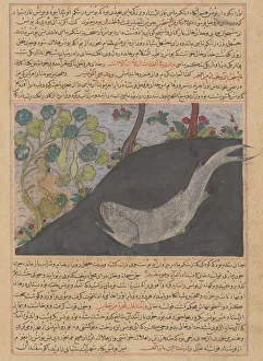 Fishes Prints: Jonah and the Whale, Folio from a Majma al-Tavarikh (Compendium of Histories)... ca