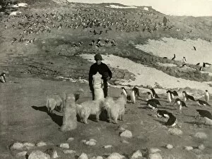 Joyce and the Dogs in the Penguin Rookery, c1908, (1909)