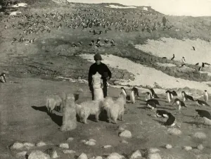 Penguin Prints: Joyce and the Dogs in the Penguin Rookery, c1908, (1909)