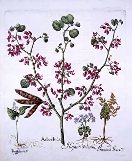 Edible Prints: Judas Tree, May Lily, Moonwort, Liverwort, from Hortus Eystettensis, by Basil Besler