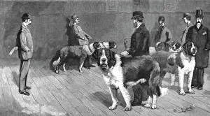 Dog Show Prints: The Judging at the St.Bernard Club Show, held at Olympia, 1890. Creator: Unknown