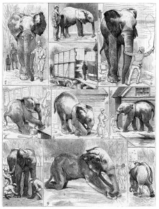 Phineas Taylor Prints: Jumbo the African elephant, 1882