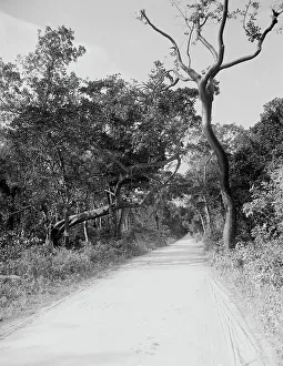 Florida United States Of America Prints: Jungle Road, Miami, Fla. c.between 1910 and 1920. Creator: Unknown