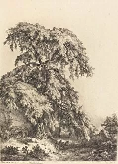 Blery Eugene Stanislas Alexandre Gallery: Juniper Tree, 1840. Creator: Eugene Blery