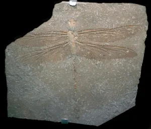 Jurassic Prints: Jurrassic dragonfly fossil