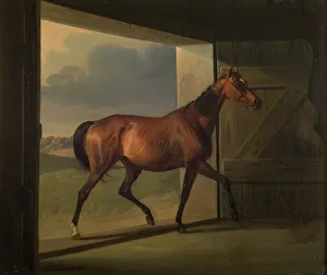 Trotting Prints: Jutta, 1834-1872. Creator: Fritz Thomsen