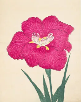 Clump Prints: Kagari-Bi, No. 38, 1890, (colour woodblock print)