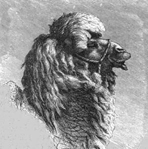 Douglas William Freshfield Prints: Kalmuck Camel; The Caucasus, 1875. Creator: Unknown