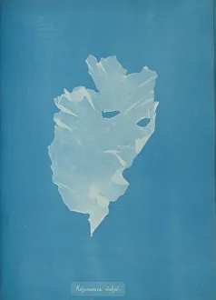 Anna Gallery: Kalymenia dubyi, ca. 1853. Creator: Anna Atkins