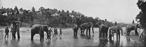 Maha Nuvara Gallery: Kandy. Sacred Elephants of the Temple Bathing, c1890, (1910). Artist: Alfred William Amandus Plate