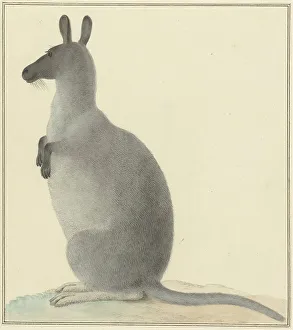 Kangaroo Prints: Kangaroo, 1763-1834. Creator: Izaak van Haastert