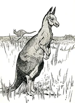 Kangaroo Prints: The Kangaroo, 1912. Artist: Charles Robinson