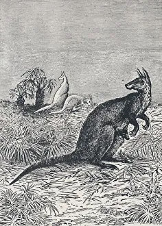 Adam Charles Black Prints: Kangaroo, 1924