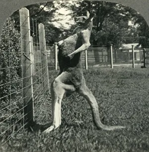 Enclosure Prints: The Kangaroo, Native Only to Australia, Melbourne, Victoria, c1930s. Creator: Unknown