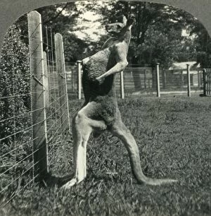 Australia Oceania Gallery: The Kangaroo, Native Only to Australia, Melbourne, Victoria, c1930s. Creator: Unknown