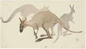 Kangaroo Prints: Kangaroos, 1873-1917. Creator: Theo van Hoytema