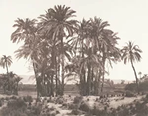 Date Palm Gallery: Karnak, Groupe de Dattiers Vu du Point A, 1851-52, printed 1853-54