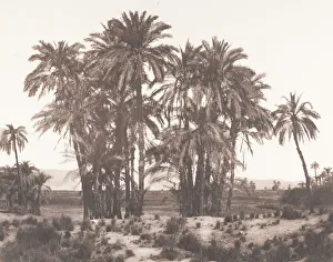 Date Palm Prints: Karnak, Groupe de Dattiers Vu du Point A, 1851-52, printed 1853-54