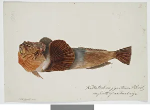 Kathetostoma Giganteum Haast one fourth of natural size, 1872. Creator: James Francis McCardell