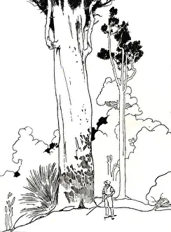 A Kauri Tree, 1912. Artist: Charles Robinson A Kauri Tree, 1912. Artist: Charles Robinson