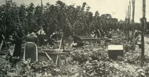 Humulus Lupulus Gallery: Kent Hops, c1948. Creator: Unknown