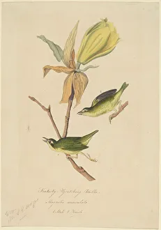 Warbler Prints: Kentucky Fly-catching Warbler, 1830s. Creator: John Woodhouse Audubon