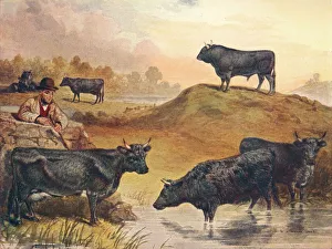 Kerry Prints: Kerry cattle, c1903 (c1910). Artist: WA Woods