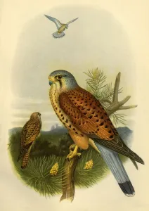 Wolff Gallery: Kestrel, 1862, (1942). Creator: Joseph Wolf