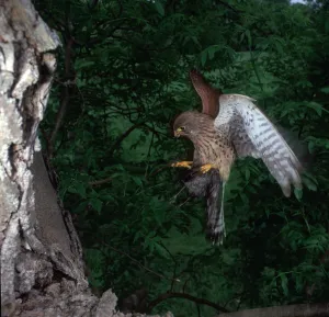 Kestrel in flight