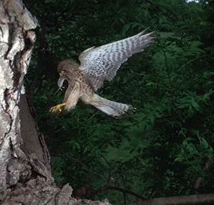 Food Chain Prints: Kestrel with a mouse