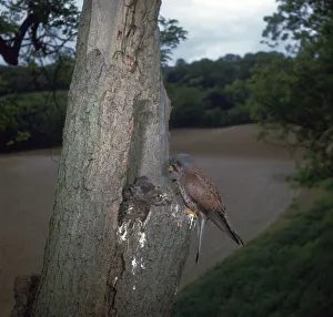 Kestrel at nest