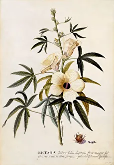 Ketmia, c. 1742 (hand coloured engraving)