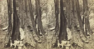 Enormous Prints: Key Stone State, 1870 / 71. Creator: Anthony & Company