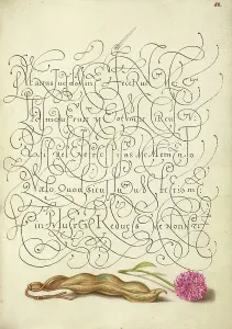 Bean Prints: Kidney Bean and English Daisy; Mira calligraphiae monumenta