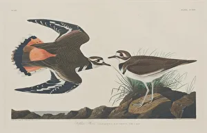 Plover Prints: Kildeer Plover, 1834. Creator: Robert Havell
