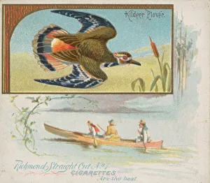Plover Prints: Kildeer Plover, from the Game Birds series (N40) for Allen & Ginter Cigarettes