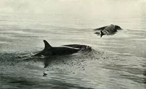 Whale Collection: Killer Whales Rising To Blow, c1910–1913, (1913). Artist: Herbert Ponting