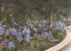 Herbaceous Border Prints: Kimberly Crest, John Alfred Kimberly house