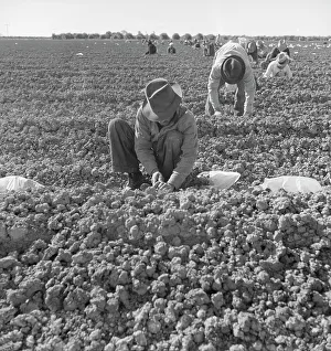 Immigration Prints: The kind of work drought refugees and Mexicans do in the Imperial Valley