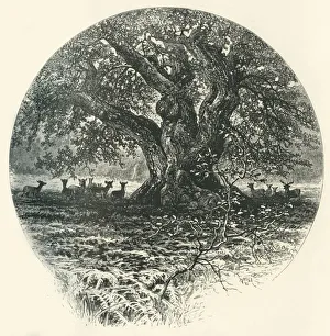 Galpin And Co Gallery: The King of the Border. c1870