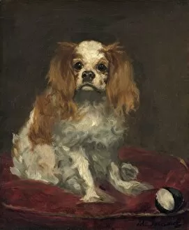 Manet Edouard Gallery: A King Charles Spaniel, c. 1866. Creator: Edouard Manet