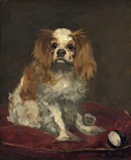 Douard Manet Prints: A King Charles Spaniel, c. 1866. Creator: Edouard Manet