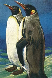 Penguin Prints: King penguins, c1928. Creator: Unknown