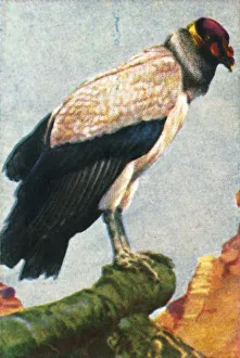 Vulture Prints: King vulture, c1928. Creator: Unknown