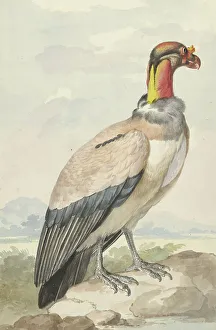 Vulture Prints: King vulture (Sarcoramphus papa), 1758. Creator: Aert Schouman