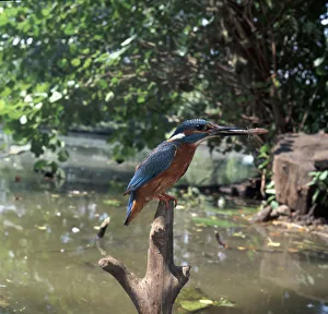 Kingfisher